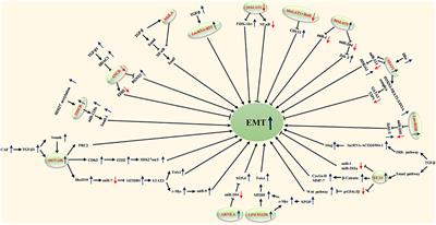 The Role of lncRNAs in the Distant Metastasis of Breast Cancer